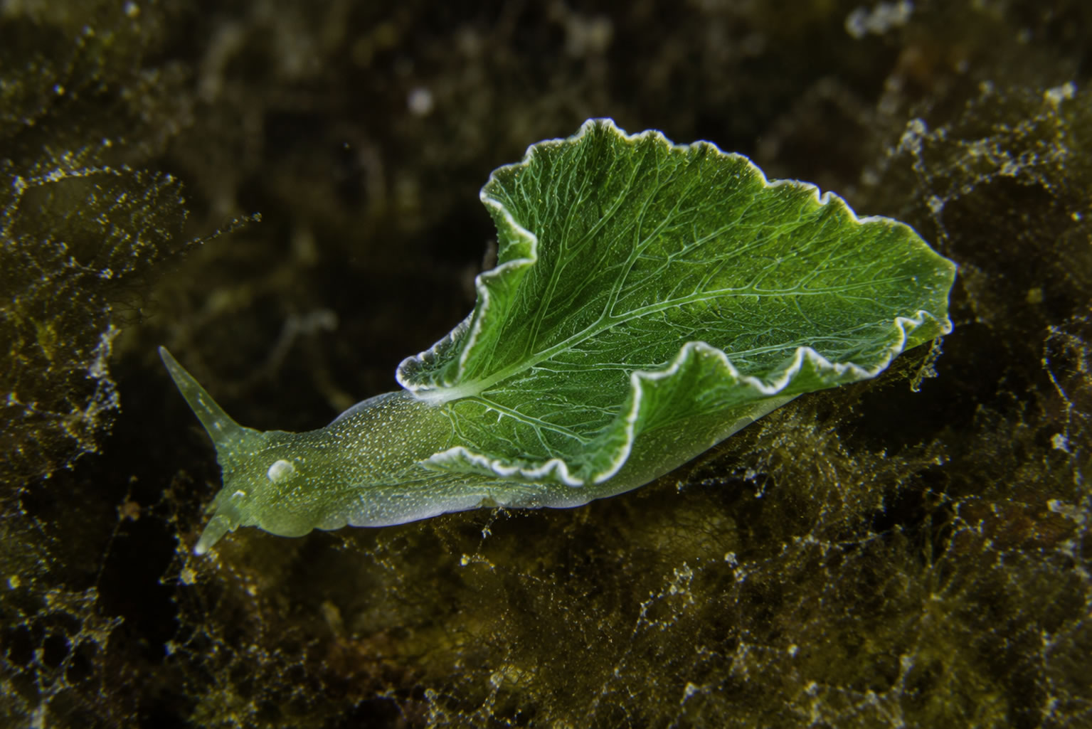 Elysia chlorotica, babosa marina que conserva cloroplastos robados de un alga
