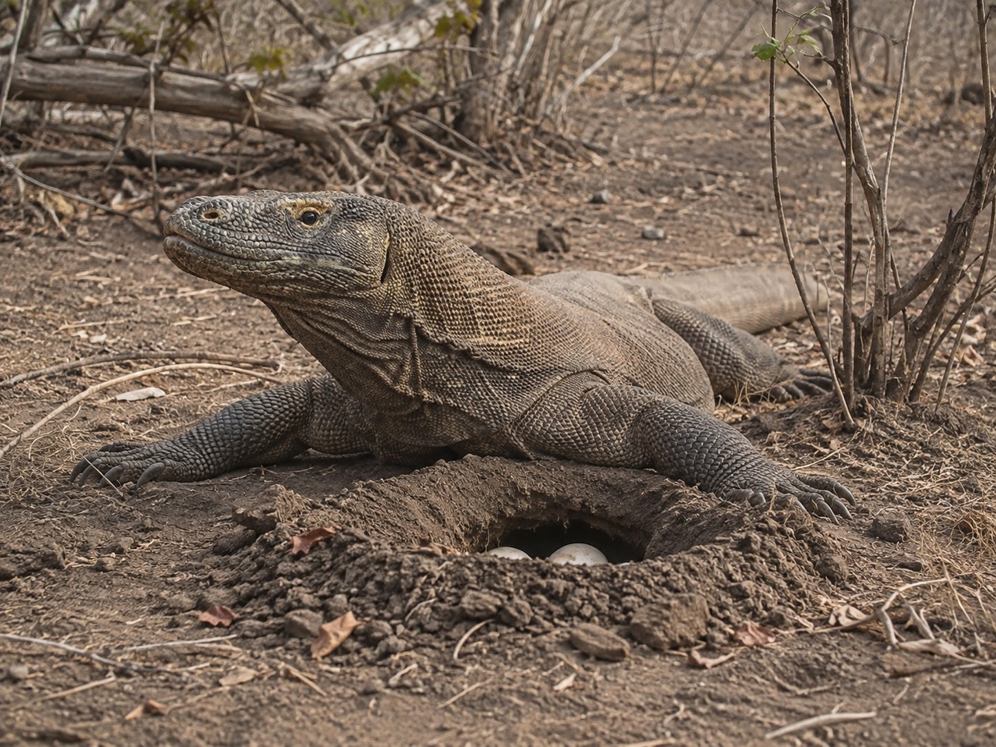 Hembra de dragón de Komodo junto a su nido