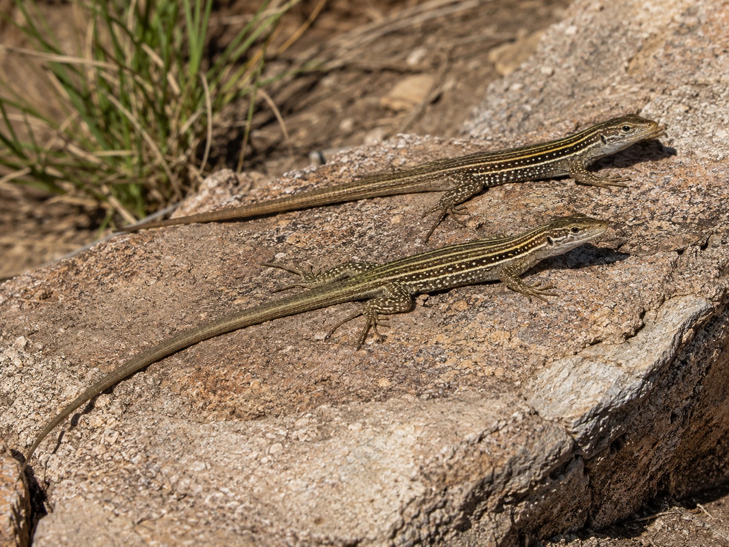 Dos lagartijas del género Aspidoscelis sobre una roca soleada